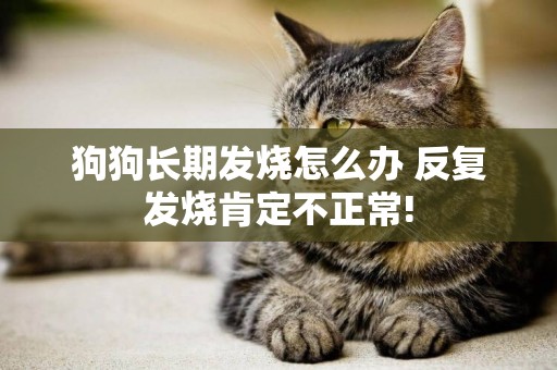 狗狗長期發燒怎么辦 反復發燒肯定不正常!