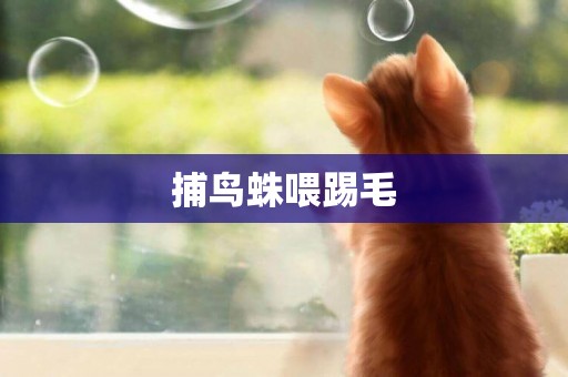 捕鳥蛛喂踢毛