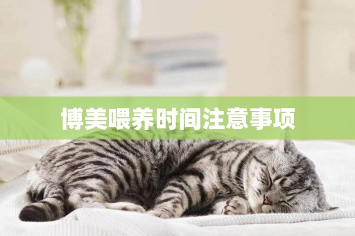 博美喂養時間注意事項