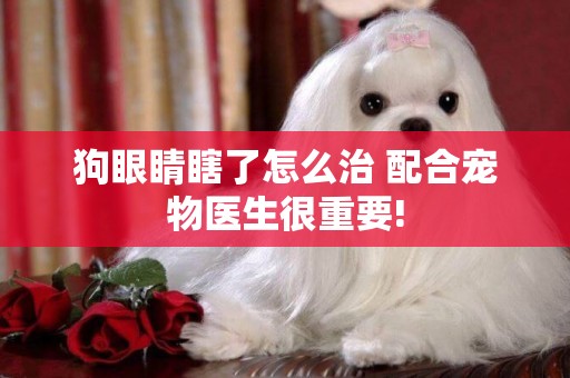 狗眼睛瞎了怎么治 配合寵物醫生很重要!