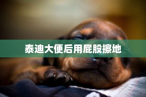 泰迪大便后用屁股擦地