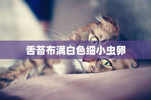 舌苔布滿白色細小蟲卵