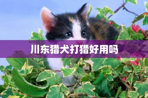 川東獵犬打獵好用嗎