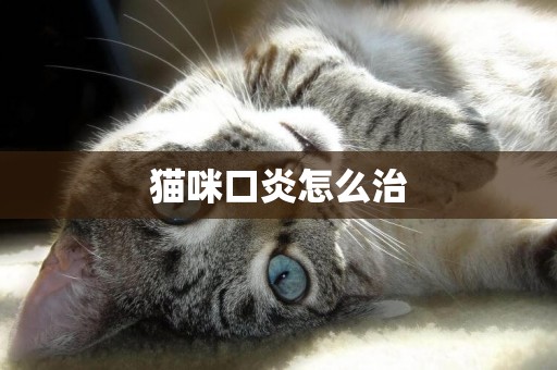 貓咪口炎怎么治