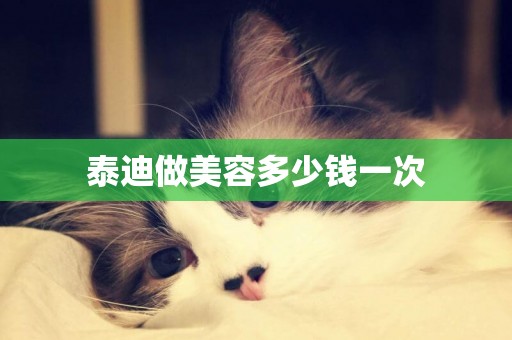 泰迪做美容多少錢一次