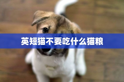 英短貓不要吃什么貓糧