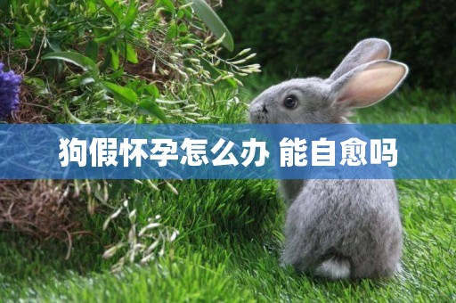狗假懷孕怎么辦 能自愈嗎