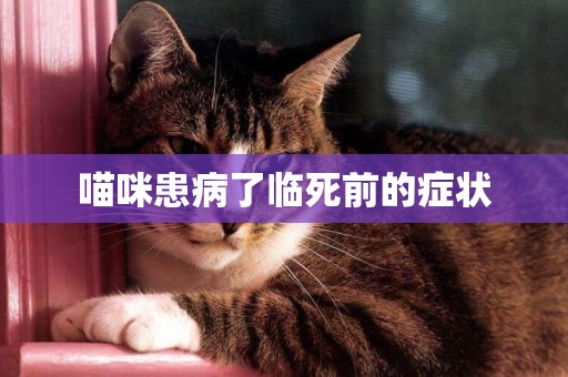 喵咪患病了臨死前的癥狀