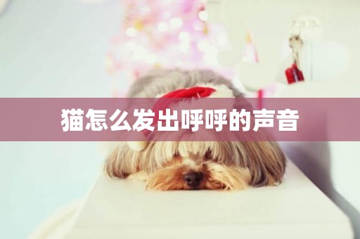 貓怎么發出呼呼的聲音