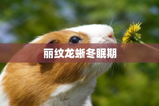 麗紋龍蜥冬眠期