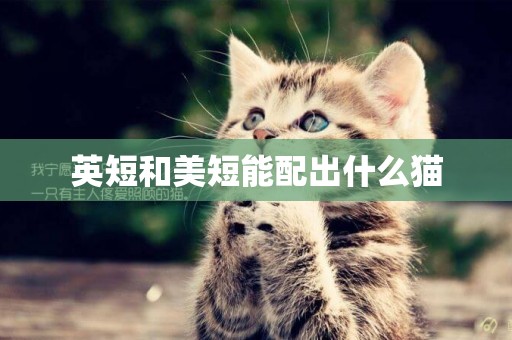英短和美短能配出什么貓