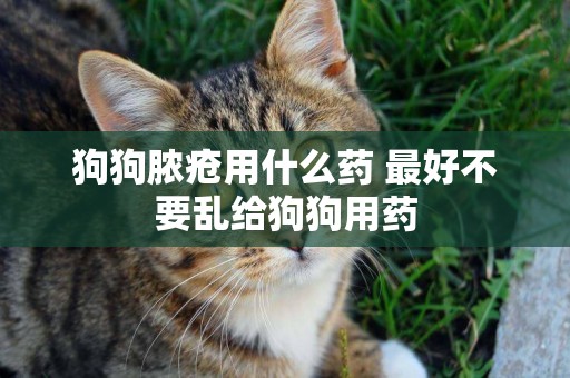 狗狗膿瘡用什么藥 最好不要亂給狗狗用藥