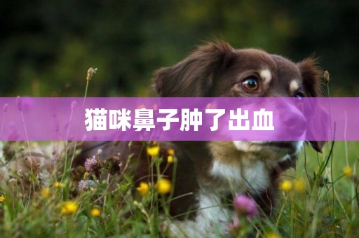 貓咪鼻子腫了出血