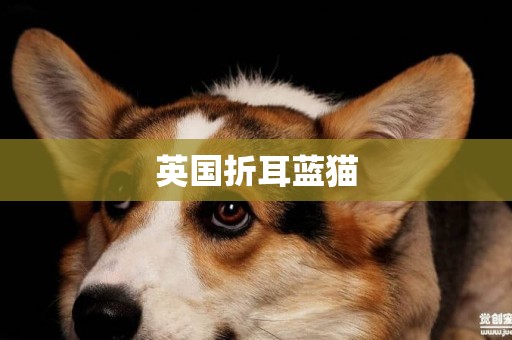 英國折耳藍貓
