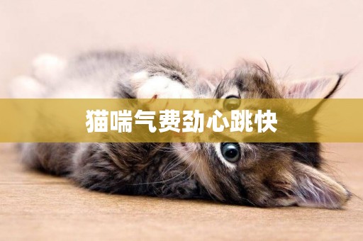 貓喘氣費勁心跳快