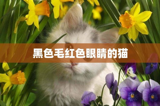 黑色毛紅色眼睛的貓