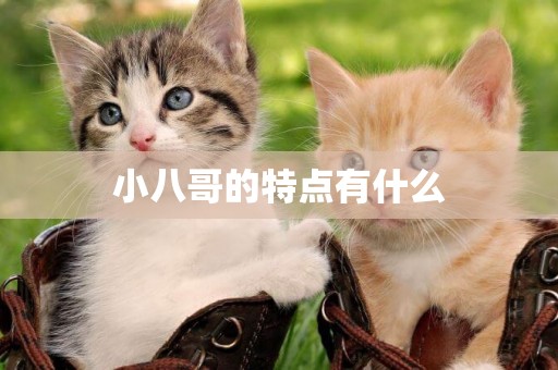 小八哥的特點有什么