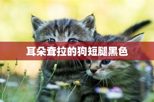 耳朵耷拉的狗短腿黑色