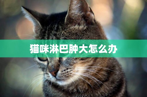 貓咪淋巴腫大怎么辦