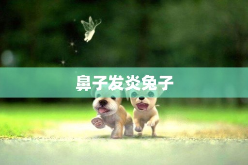 鼻子發炎兔子