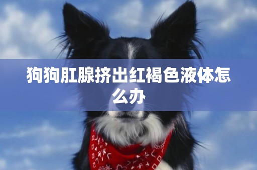 狗狗肛腺擠出紅褐色液體怎么辦