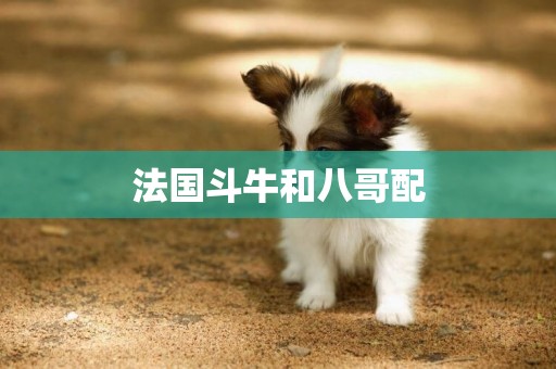 法國斗牛和八哥配