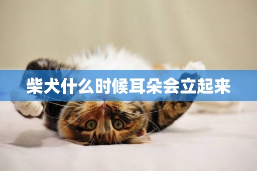 柴犬什么時候耳朵會立起來