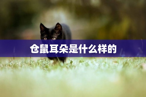 倉鼠耳朵是什么樣的