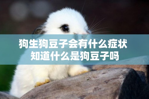 狗生狗豆子會有什么癥狀 知道什么是狗豆子嗎