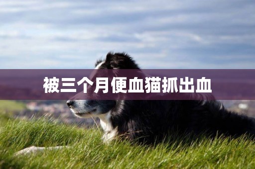 被三個月便血貓抓出血