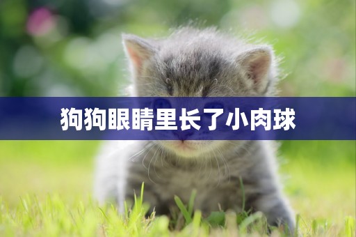 狗狗眼睛里長了小肉球