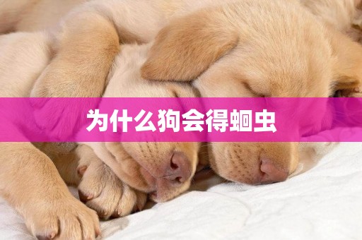 為什么狗會得蛔蟲
