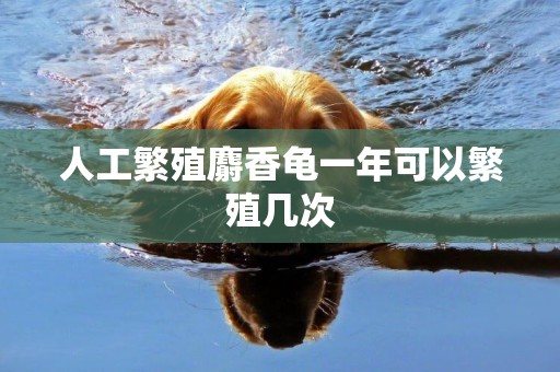人工繁殖麝香龜一年可以繁殖幾次