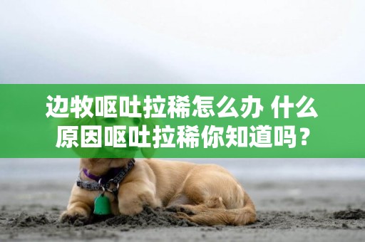 邊牧嘔吐拉稀怎么辦 什么原因嘔吐拉稀你知道嗎？
