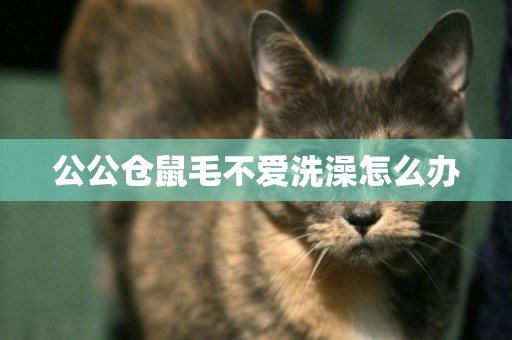 公公倉鼠毛不愛洗澡怎么辦