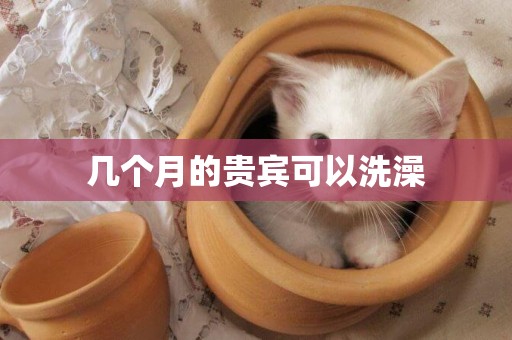 幾個月的貴賓可以洗澡