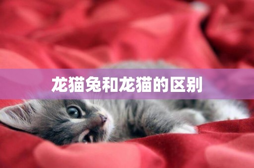 龍貓兔和龍貓的區別