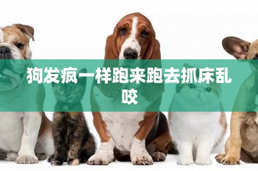 狗發瘋一樣跑來跑去抓床亂咬
