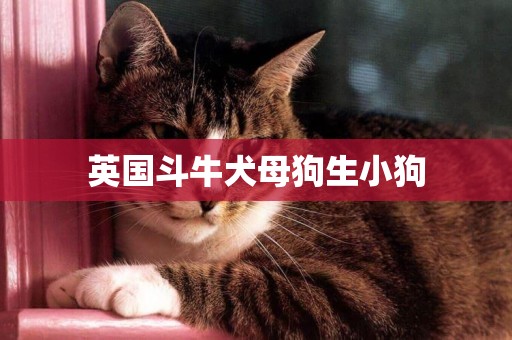 英國斗牛犬母狗生小狗