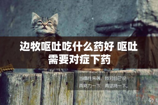 邊牧嘔吐吃什么藥好 嘔吐需要對癥下藥