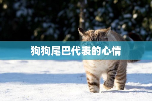 狗狗尾巴代表的心情