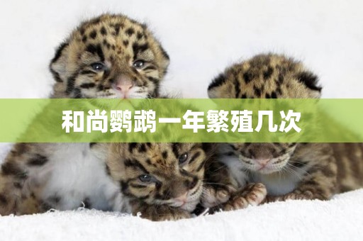 和尚鸚鵡一年繁殖幾次