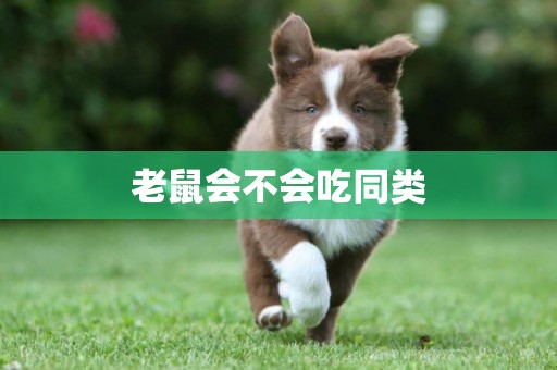 老鼠會不會吃同類