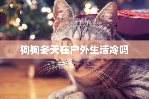 狗狗冬天在戶外生活冷嗎