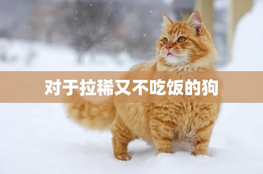 對于拉稀又不吃飯的狗