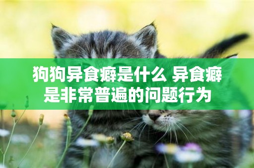 狗狗異食癖是什么 異食癖是非常普遍的問題行為