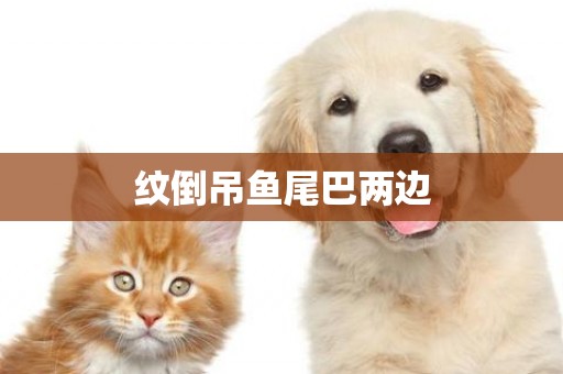 紋倒吊魚尾巴兩邊
