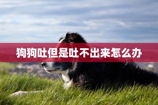 狗狗吐但是吐不出來怎么辦