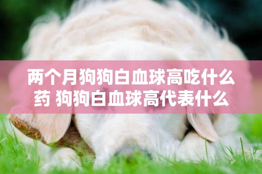兩個月狗狗白血球高吃什么藥 狗狗白血球高代表什么