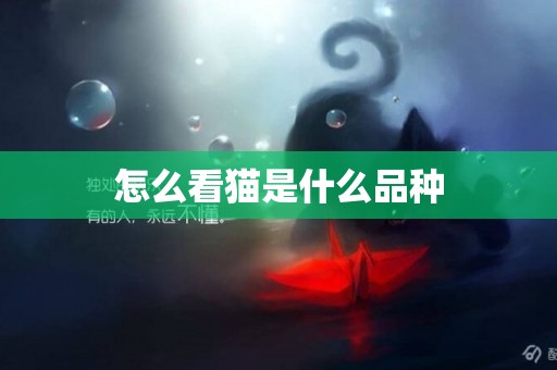 怎么看貓是什么品種